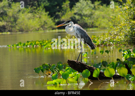 Cocoi Heron (Ardea Cocoi) thront auf toten Baumstamm mit Wasserrand, Pantanal, Brasilien Stockfoto