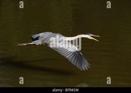 Cocoi Heron (Ardea Cocoi) oder weiß-necked Reiher im Flug über Wasser, Pantanal, Brasilien. Stockfoto