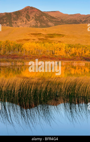 Morgenlicht auf Front Range Berge spiegeln sich in kleinen Ausläufer Teich, Waterton Lakes National Park, Alberta, Kanada Stockfoto