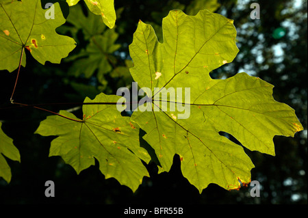 Hinterleuchtete Blätter des Ahorns unten am Bellevue Botanical Garden, Bellevue, Washington Stockfoto