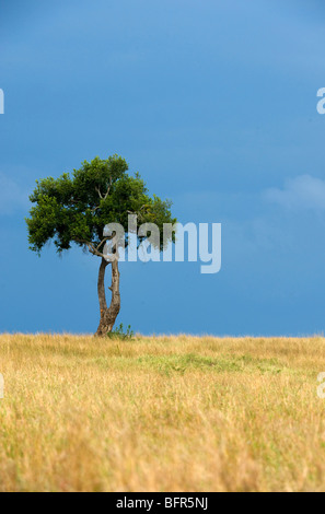 Einsamer Baum auf Skyline von Masai Mara Reserve Stockfoto