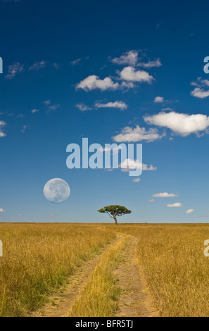 Ein einsamer Baum am Horizont mit einem Jeep-Spur in Richtung zu ihm führt. Vollmond über Kopf digital manipuliert. Stockfoto