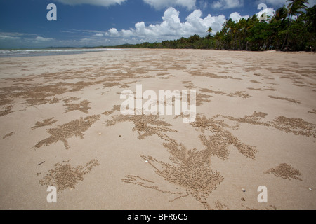 Ghost-Krabbe burrows, Mission Beach, in der Nähe von Cairns, Queensland, Australien Stockfoto