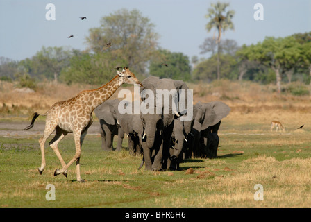Gruppe von Elefanten und Giraffen auf Aue Stockfoto