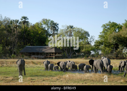 Elefantenherde auf Aue vor Chitabe Lediba camp Stockfoto