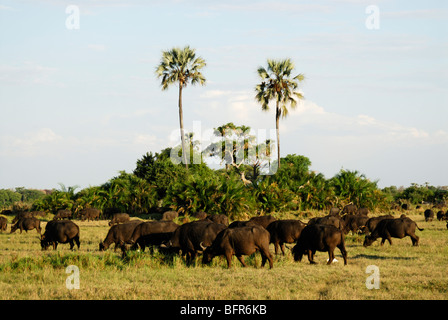 Herde Kaffernbüffel und Palm island Stockfoto