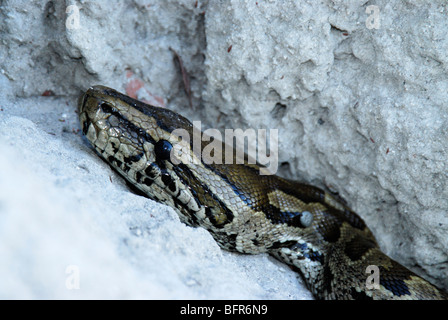 Close-up of African Rock Python Kopf Stockfoto