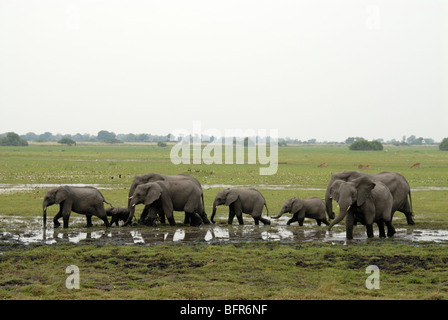 Elefantenherde auf Aue Stockfoto