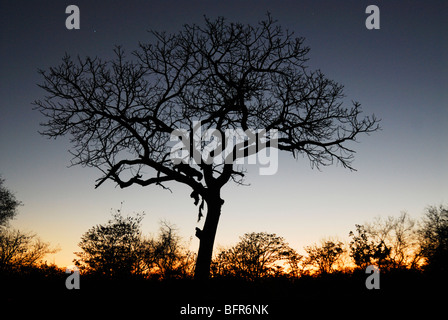 Sonnenuntergang Silhouette des Leoparden Fütterung auf einen Kill in einem Baum in der Dämmerung Stockfoto