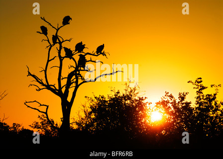 Geier thront in einem Baum bei Sonnenuntergang Stockfoto