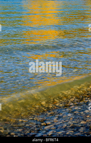 Aspen Reflexionen im Stausee, Kananaskis Country, Alberta, Kanada Stockfoto