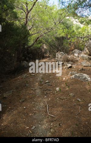 dh Mythi Bereich IERAPETRA Griechenland Kreta Kreta Wald Bergwanderweg Stockfoto