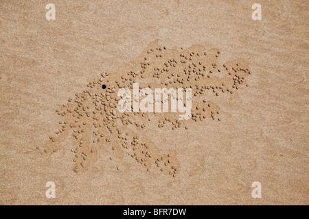 Ghost-Krabbe burrows, Mission Beach, in der Nähe von Cairns, Queensland, Australien Stockfoto