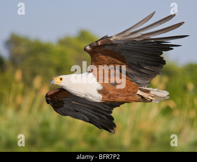 Nahaufnahme Seitenansicht eines Adlers afrikanische Fische fliegen Stockfoto