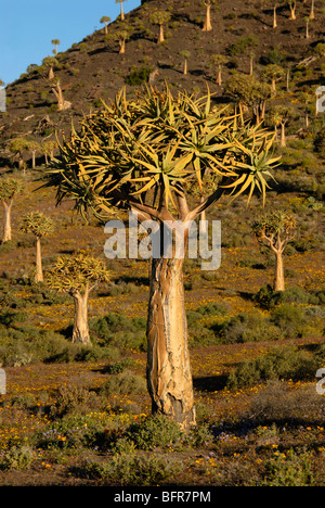 Kokerboom Wald Stockfoto