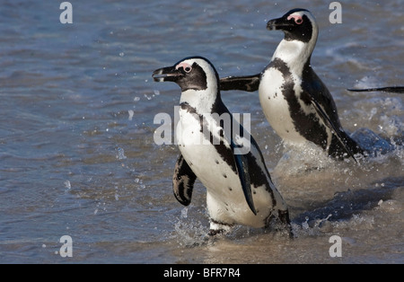 Ein paar der afrikanischen Pinguine laufen im flachen Wasser Stockfoto