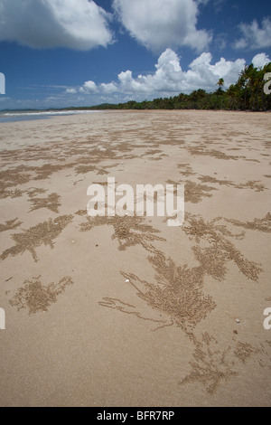 Ghost-Krabbe burrows, Mission Beach, in der Nähe von Cairns, Queensland, Australien Stockfoto