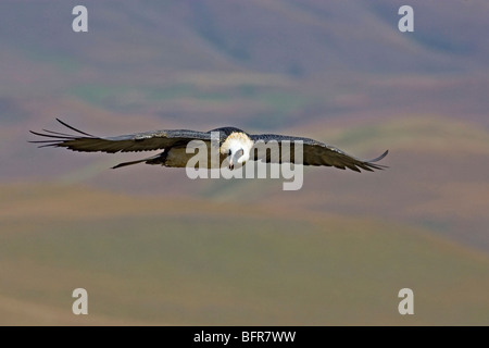 Bartgeier (Bartgeier) vor dem Hintergrund der Drakensberge fliegen Stockfoto