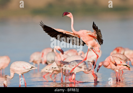 Lesser Flamingo Landung im Wasser Stockfoto