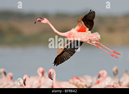 Lesser Flamingo im Flug über Wasser Stockfoto