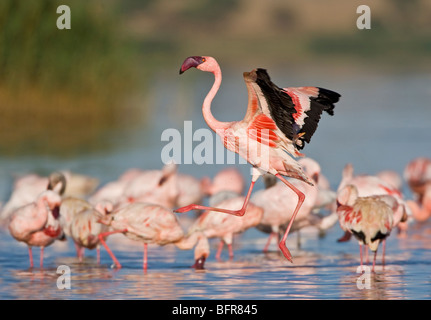 Lesser Flamingo Landung im Wasser Stockfoto