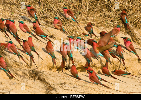 Herde von südlichen Carmine Bienenfresser auf Schlammbank Stockfoto