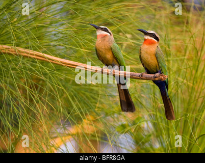 Zwei White-fronted Bienenfresser thront auf einem Rohr Stockfoto