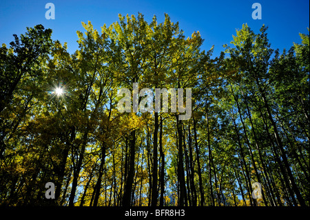 Espen im frühen Herbst Laub entlang der Bow Valley Parkway, Banff Nationalpark, Alberta, Kanada Stockfoto