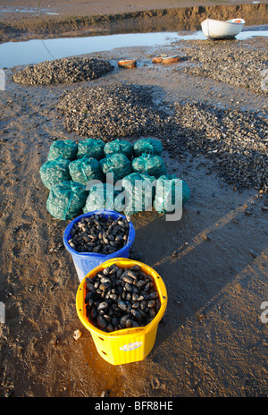 Eimer und Taschen von frisch Muscheln am Brancaster Staithe an der North Norfolk Küste gefangen. Ein kleines Boot ist im Hintergrund. Stockfoto