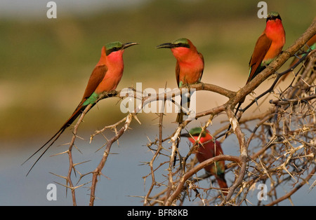 Südlichen Carmine Bienenfresser thront auf einem dornigen Ast Stockfoto
