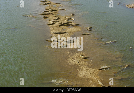Luftaufnahme der große Anzahl von Nil-Krokodile auf einer Sandbank im Olifants River (Crocodylus Niloticus) Stockfoto