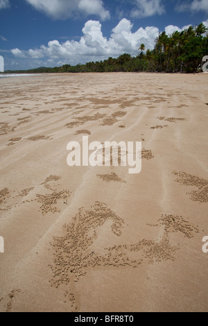 Ghost-Krabbe burrows, Mission Beach, in der Nähe von Cairns, Queensland, Australien Stockfoto