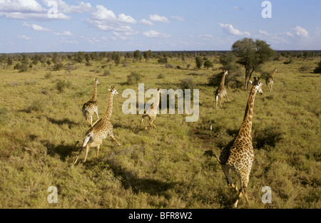 Luftaufnahme des südlichen Giraffe (Giraffa Cameleopardalis Giraffa) läuft in einer offenen Savanne Stockfoto