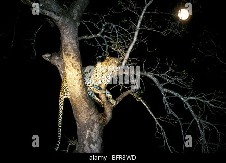 Leoparden in einem Baum in der Nacht mit Vollmond (Panthera Pardus) Stockfoto