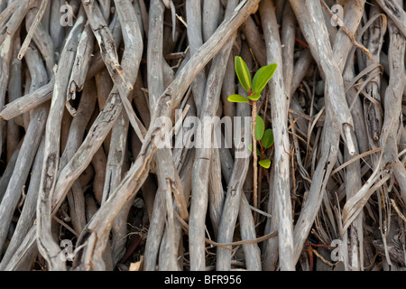 Rote Mangrove, Rhizophora mangle, Sämling wächst unter den Wurzeln der Palme, Mission Beach, Queensland, Australien Stockfoto