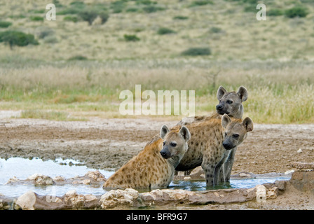 Gefleckte zerbeissen Abkühlung an Kousant Wasserstelle Stockfoto