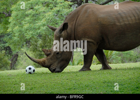 Habituierten Breitmaulnashorn zu Fuß bis zu einem Fußball als ob Sie mit ihm in Südafrika zu spielen.  Für Foto-Shooting zur Verfügung. Stockfoto