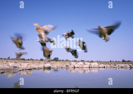 Burchell Sandgrouse (Pterocles Burchelli), Drink an einem Wasserloch, fliegen Stockfoto