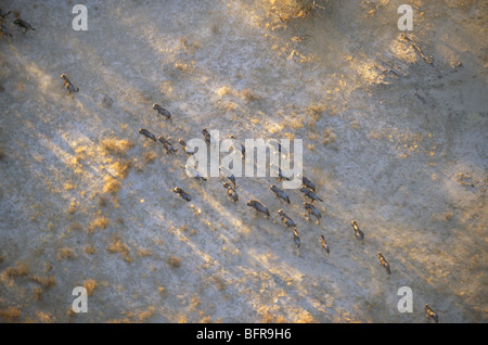 Luftaufnahme von Gnus Herde laufen (Connochaetes Taurinus) in das Nossob-Tal Stockfoto