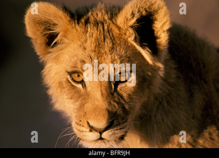 Close-up Portrait ein Löwenjunges (Panthera Leo) Stockfoto