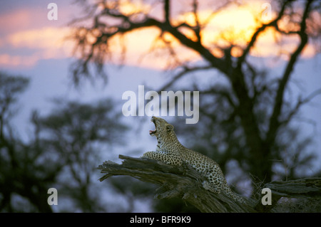 Leopard in der Dämmerung (Panthera Pardus) Gähnen Stockfoto