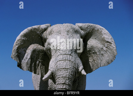 Afrikanischer Elefant in weißem Lehm (Loxodonta Africana) beschichtet Stockfoto