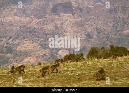 Gelada Paviane auf Nahrungssuche im Afro-montane Hochland der Nord-Äthiopien Stockfoto