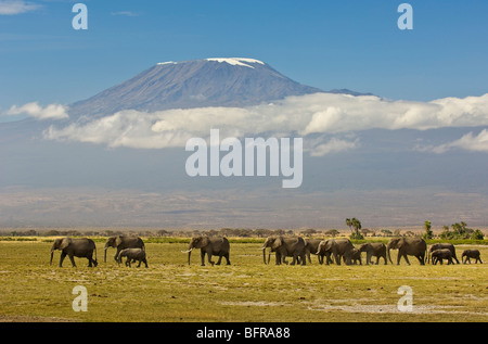Eine Familie von Elefanten bewegt sich über das offene Grasland des Amboseli mit dem Kilimanjaro im Hintergrund. Stockfoto