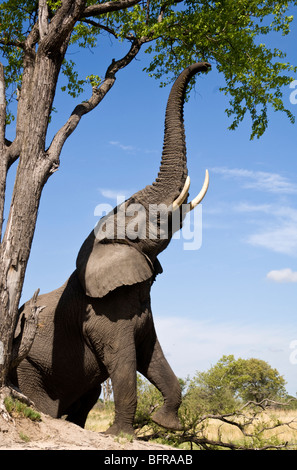 Ein afrikanischer Elefant (Loxodonta Africana) erstreckt sich um grüne Zweige zu erreichen und in einem hohen Baum Blätter Stockfoto