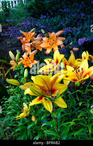 Lilium 'Grand Cru' AGM mit Lilium 'Sun Ray' hinter Stockfoto