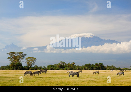 Eine Herde von Burchell Zebras ernähren sich von einer grasigen Lichtung unter den Gipfeln des Mt. Kilimanjaro. Stockfoto