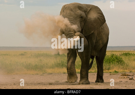 Afrikanischer Elefant Stier (Loxodonta Africana) Staub-baden Stockfoto