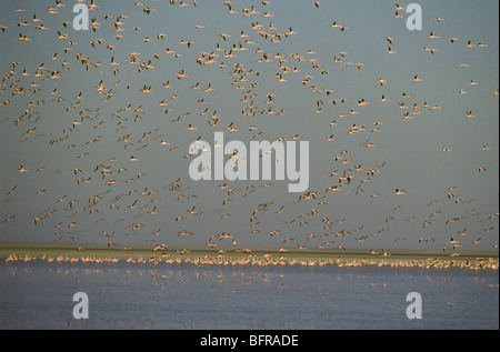 Rosaflamingos (Phoenicopterus Ruber) im Flug und waten in der Etosha-Pfanne Stockfoto