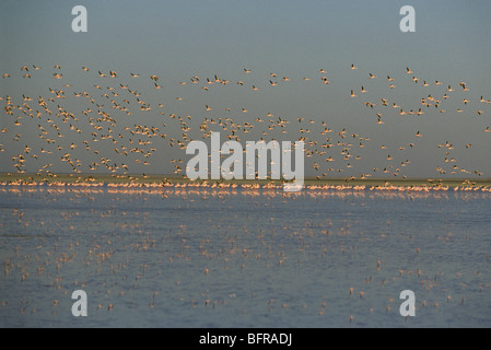 Rosaflamingos (Phoenicopterus Ruber) im Flug und waten in der Etosha-Pfanne Stockfoto